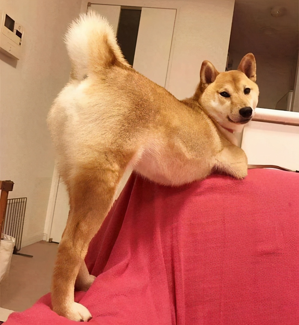 狗狗动作的含义图解 _飞翔号