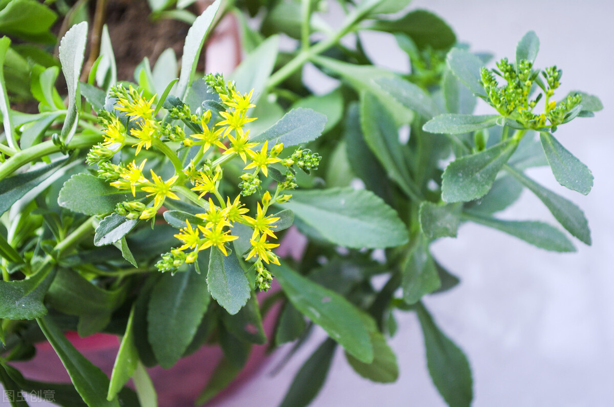 化血丹的功效与作用-我的快乐小窝