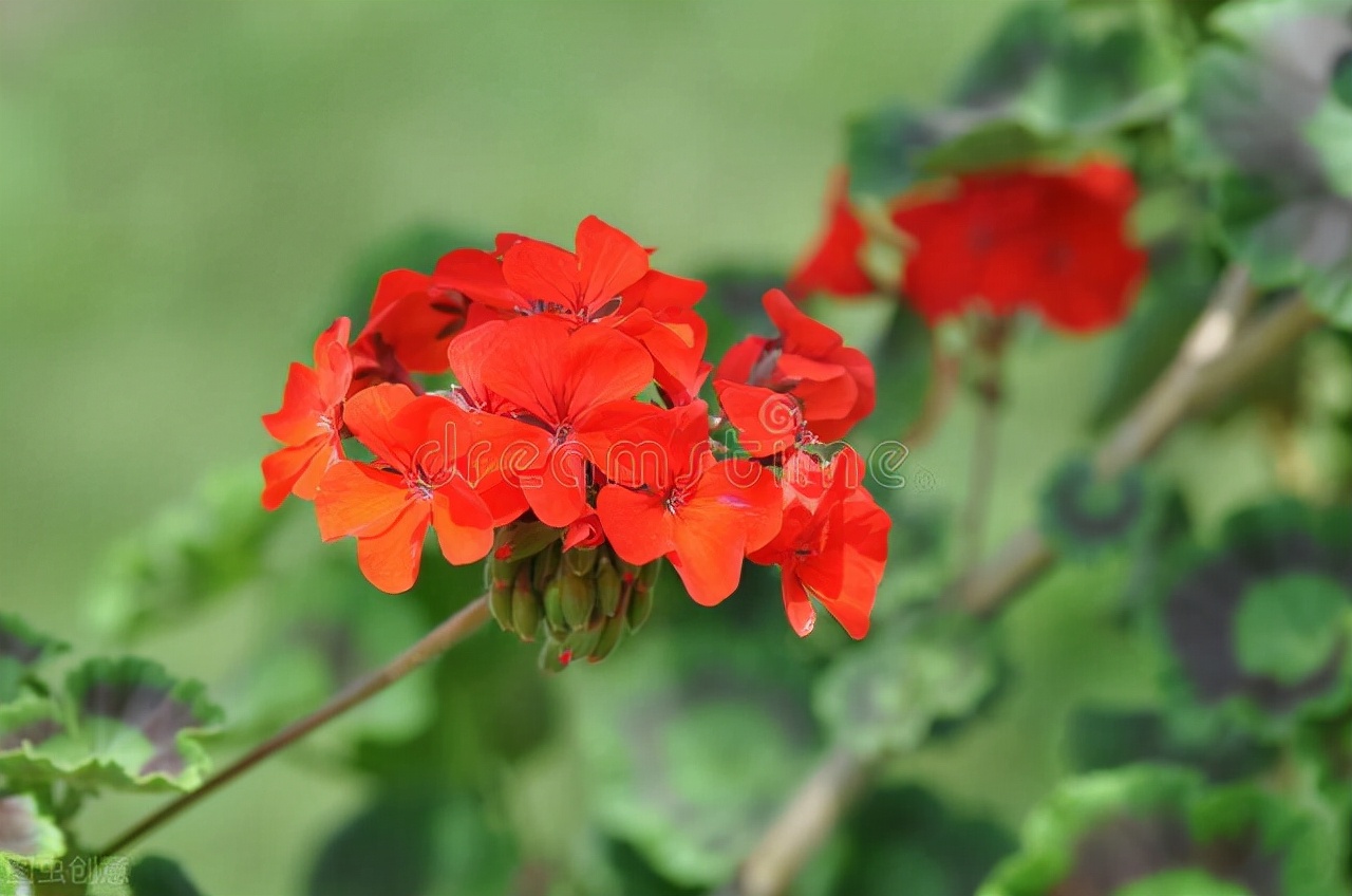哪些草花特别耐开？这10种的确值得拥有，开300天问题不大