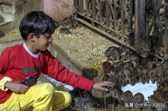 喝酒、抢劫、杀人、绑架,印度猴子为何无法无天?