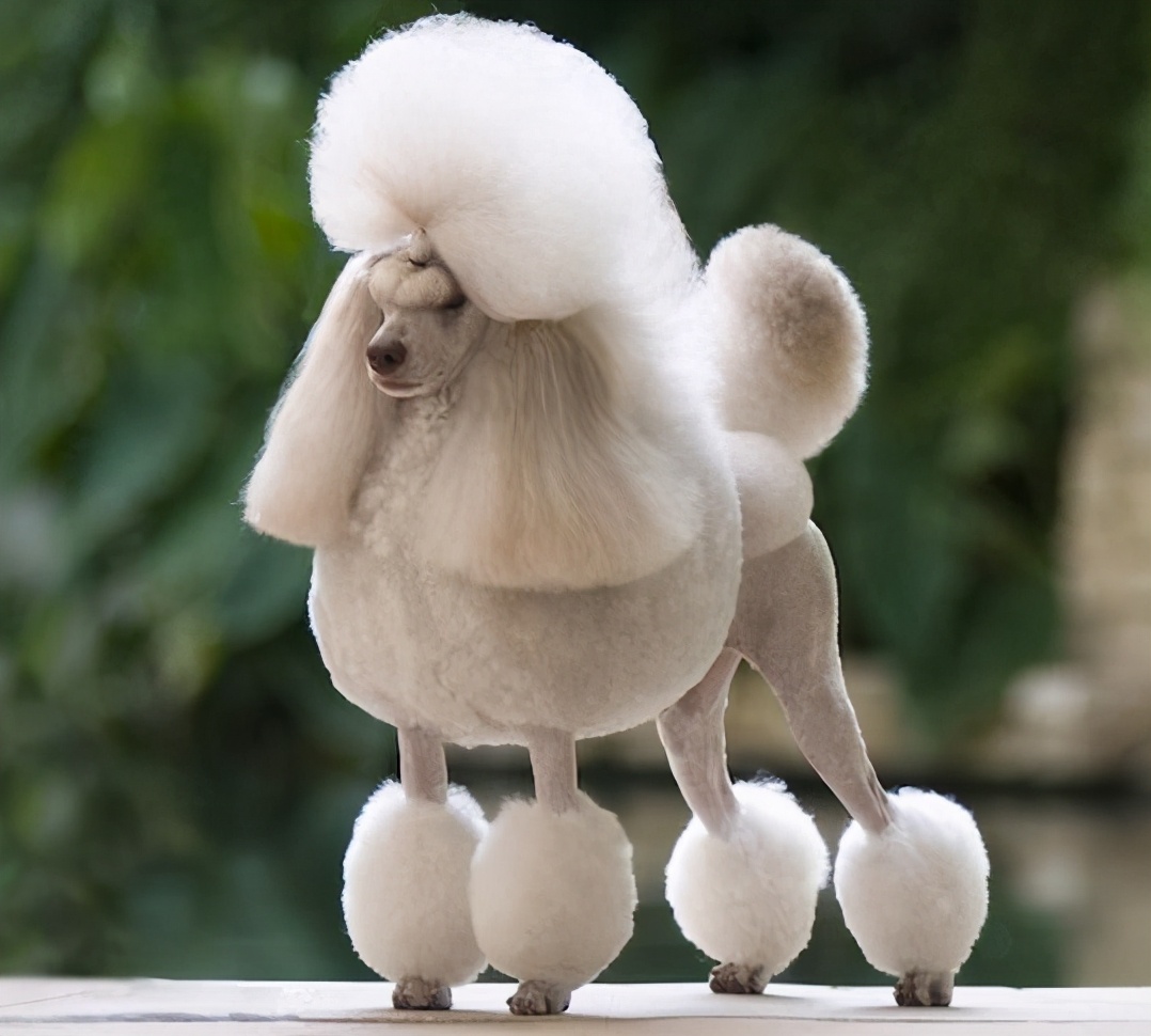 贵宾犬的性格特点,形态特征及注意事项,养之前你需要了解的知识