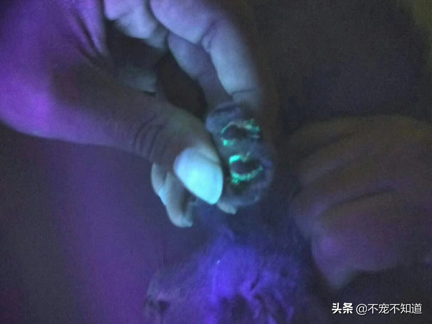 怎么判断是不是猫藓？教你一招如何迅速辨别