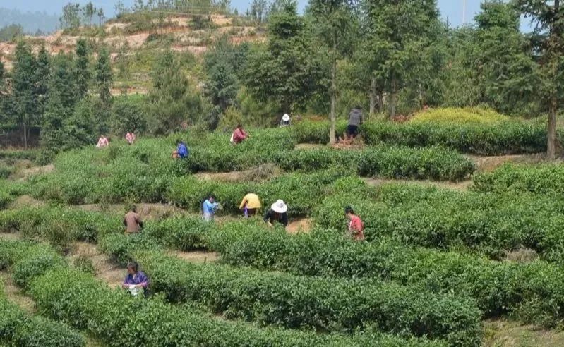 国家级名单公布！赣州占据9席！