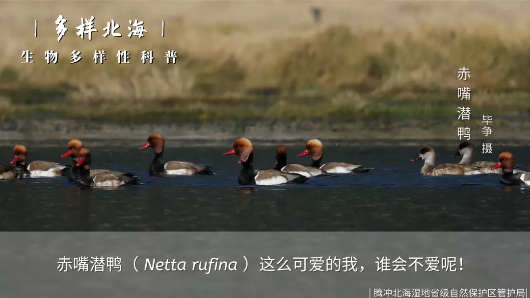 惊艳!生物多样的保山,美到你无法想象