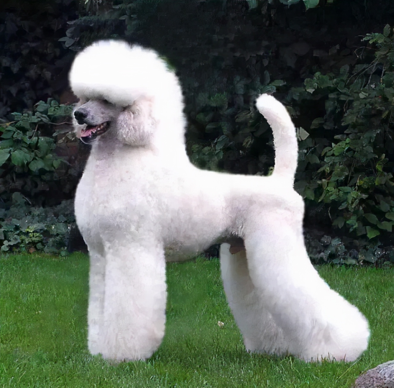 世界犬种智商排名榜前 30 名的聪明狗狗