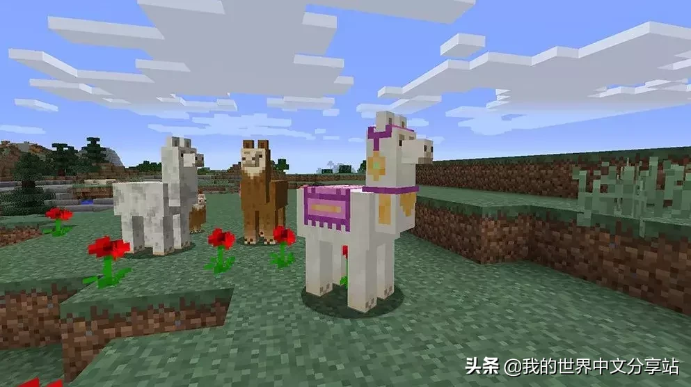 《我的世界》如何驯服和骑羊驼?