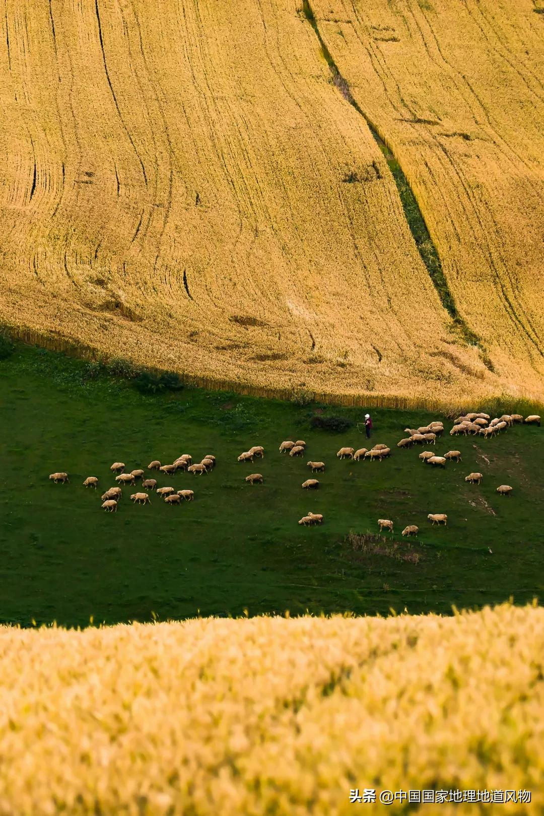 想不到！一粒小麦竟这样改变了中国