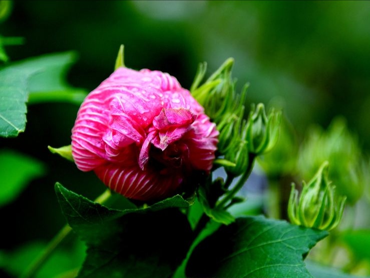 芙蓉花开，如诗如画，清丽脱俗，绽放秋日静美