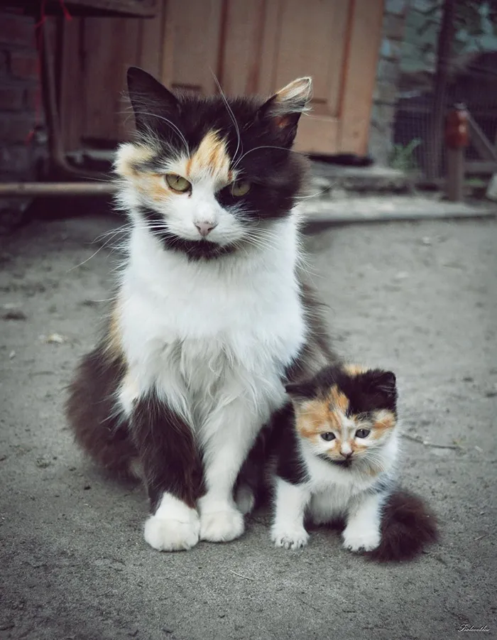 一組可愛又溫馨的貓咪親子照，萌哭了