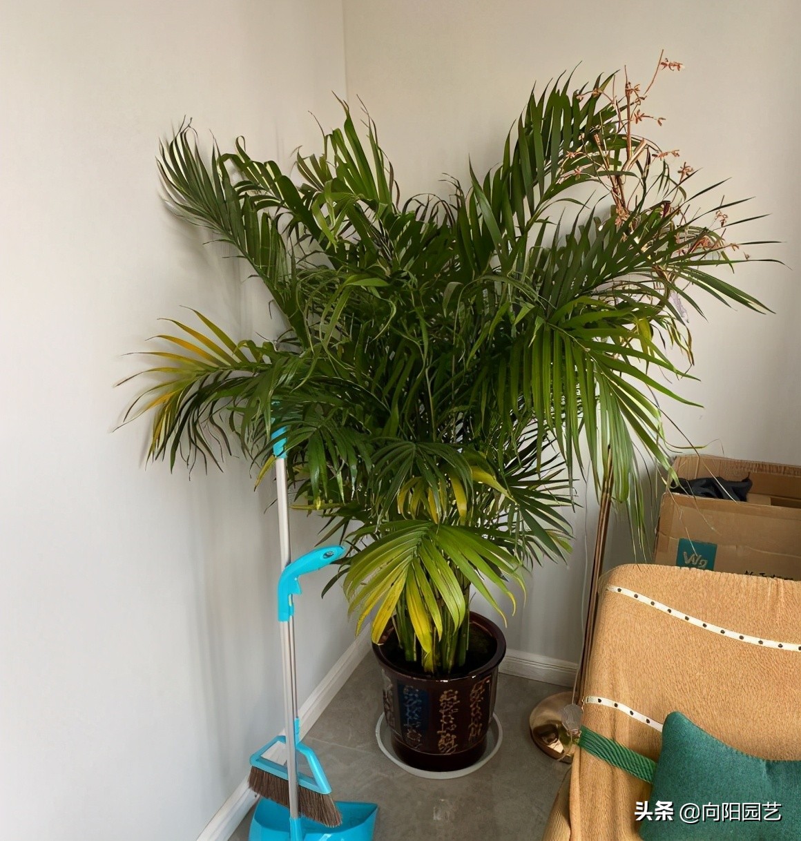 富贵椰子开花怎么养详细介绍精心整理