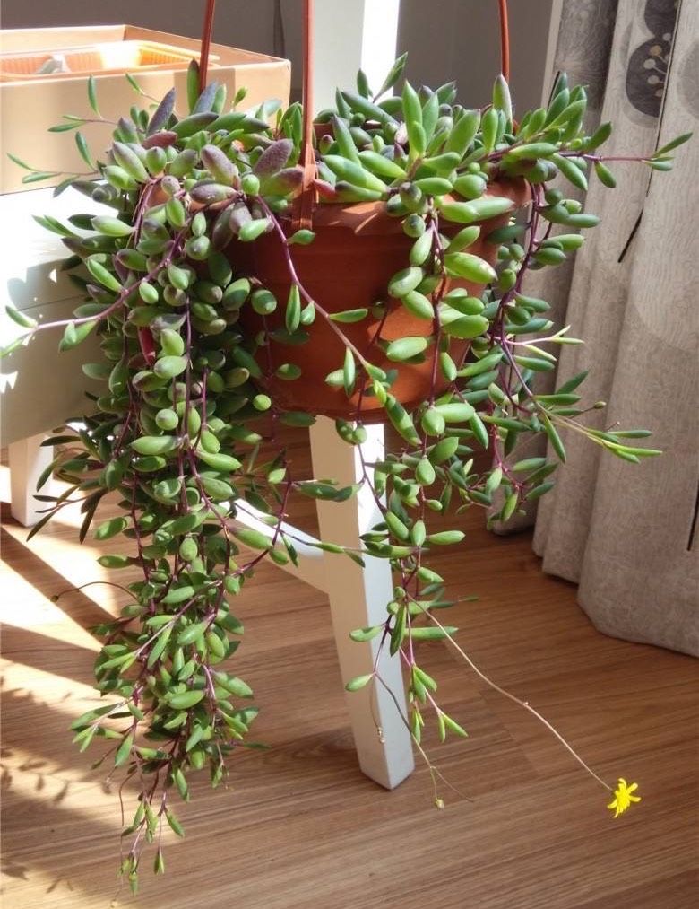 多肉紫玄月这样养,生长快,颜色美,爆盆无压力