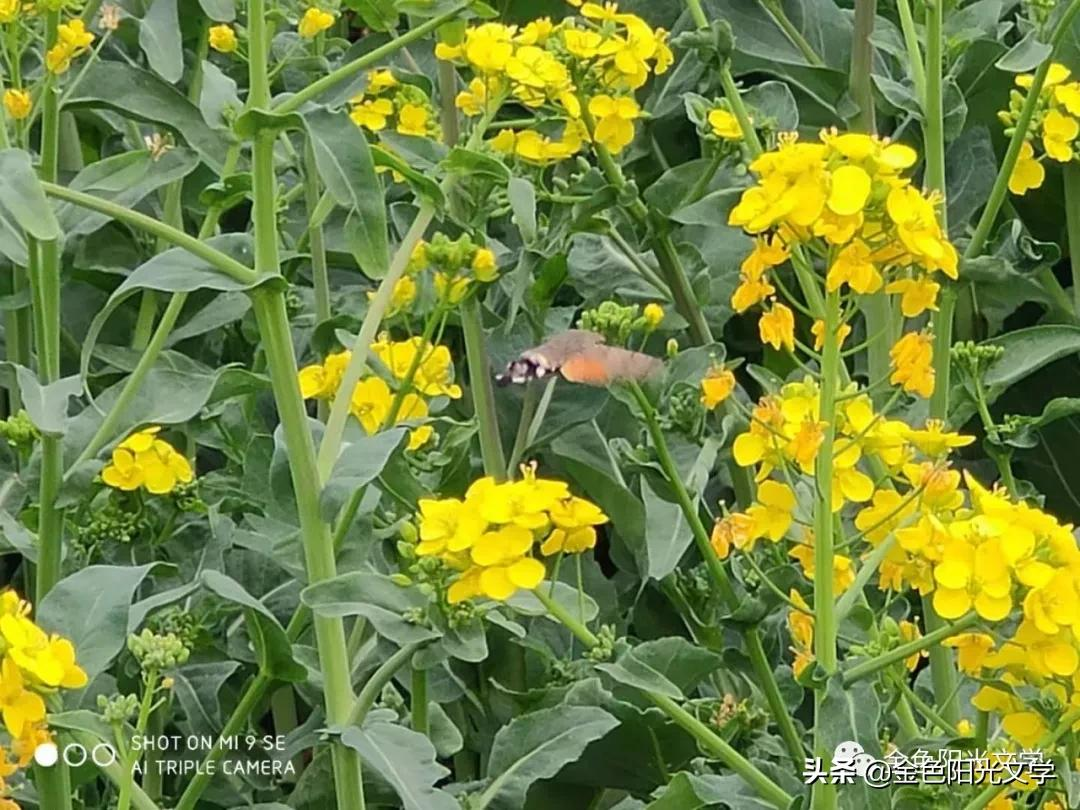 日 记 17 则