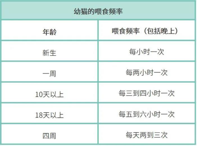 刚出生几天小奶猫怎么养？收下这份指南，路边捡到猫咪都能养活