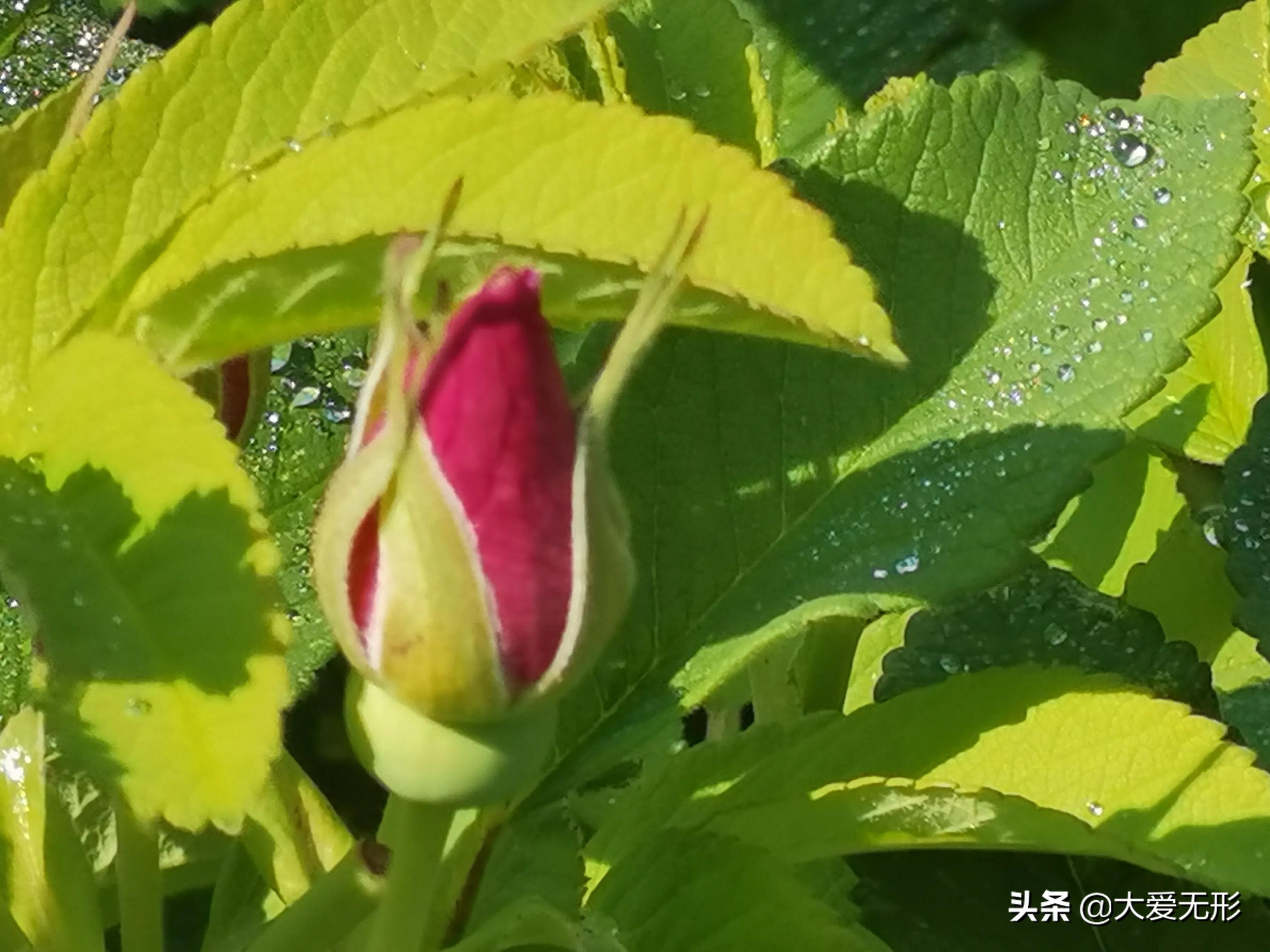 「五律」雨后西郊公园即景