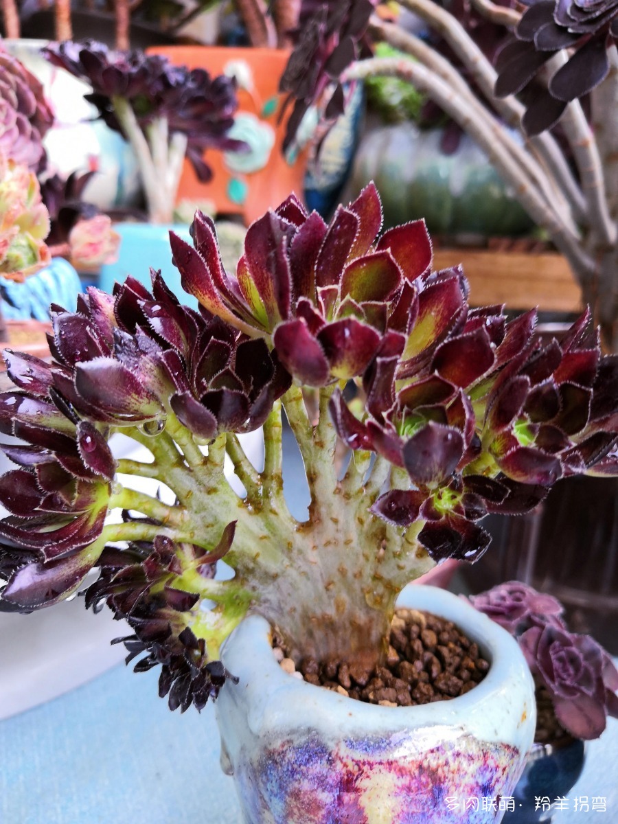 三色法师缀化已经长成朵朵了.