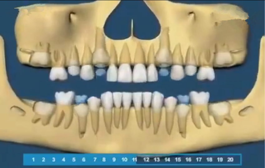 组图带你了解宝宝的牙齿生长顺序，一目了然，爸妈再也不用纠结了