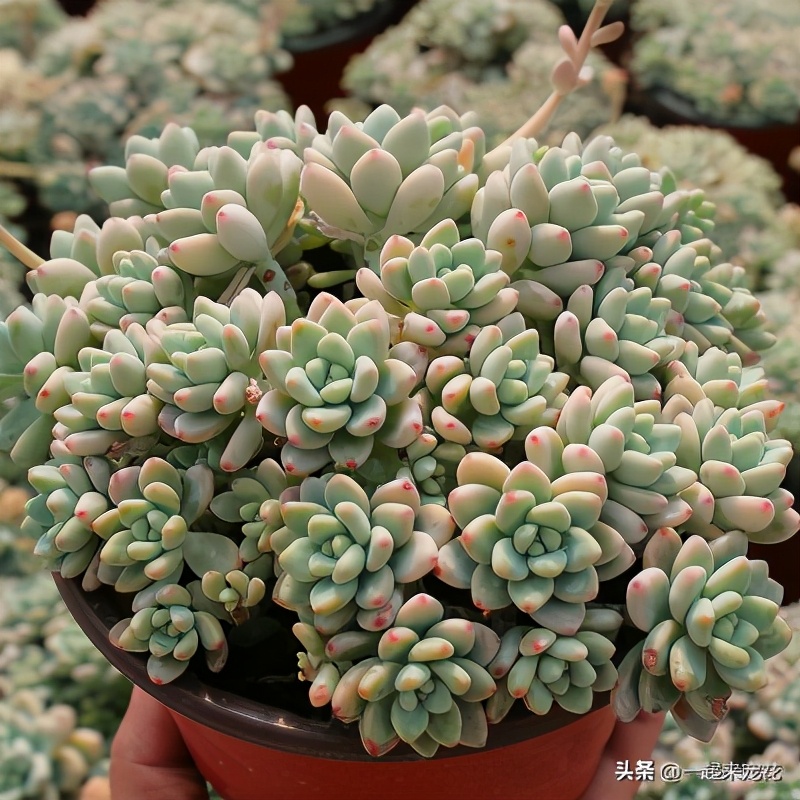 冬天养多肉劳尔，了解掌握4个要点，红润饱满，香味浓郁