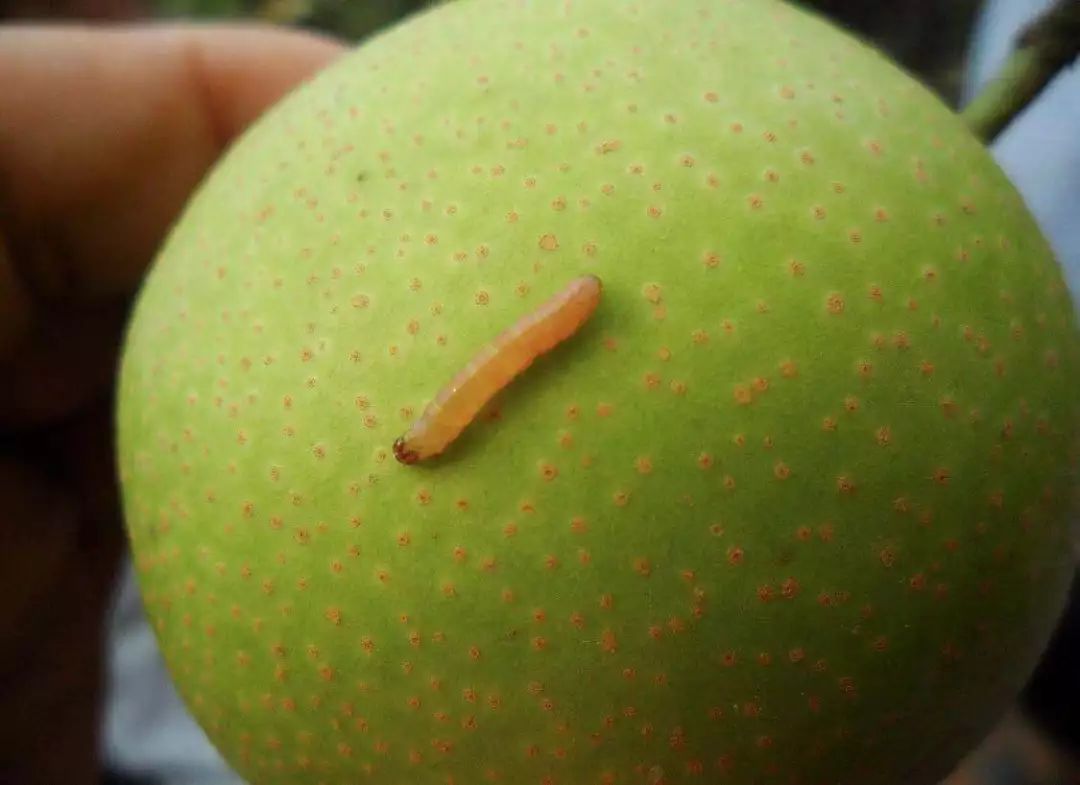 梨树病虫害防治技术梨树病虫害图谱及防治方法