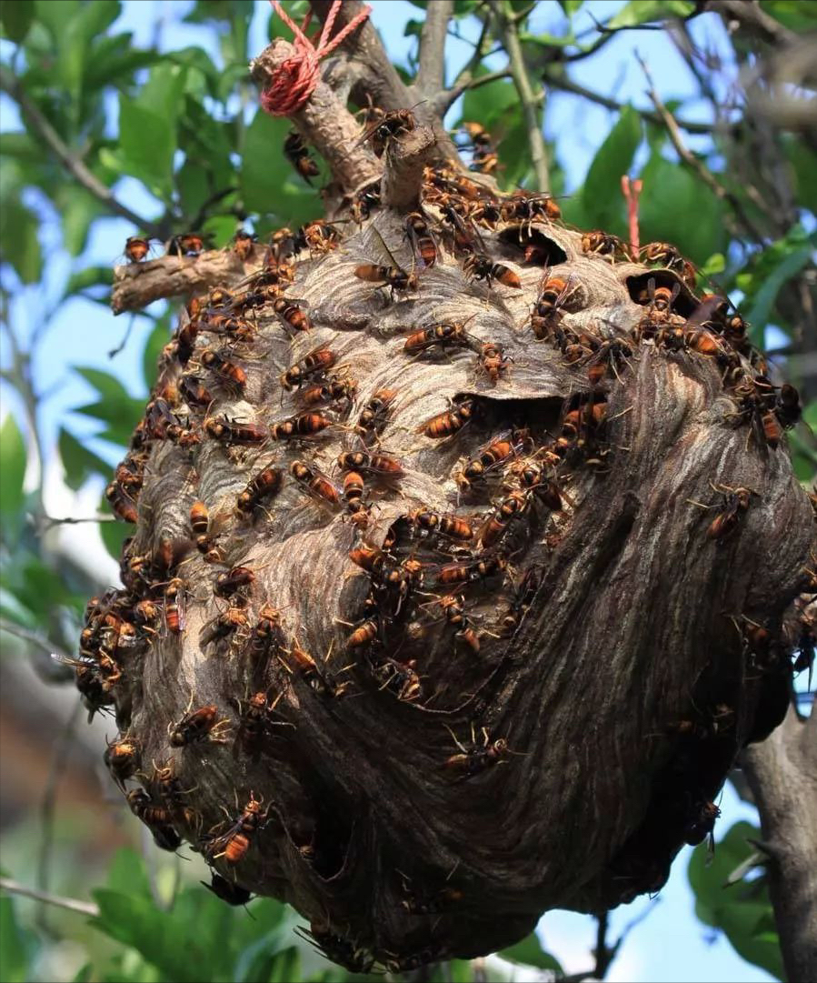 清明扫墓,广西一男子被马蜂蜇死!马蜂到底有多毒?