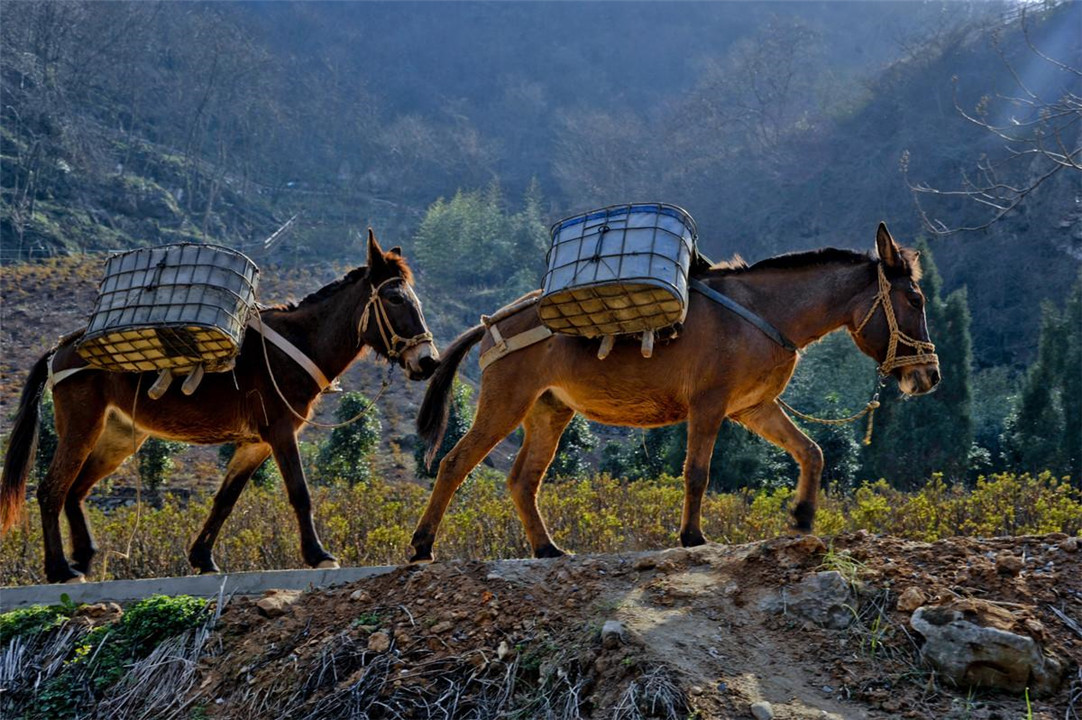 为什么骡子无法生育后代_原来是"马和驴"惹的祸 | 布达拉宫
