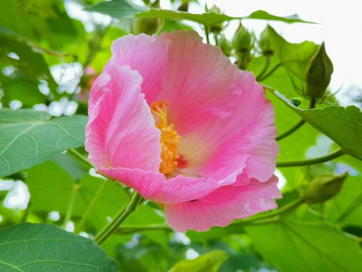 花开诗话：芙蓉花