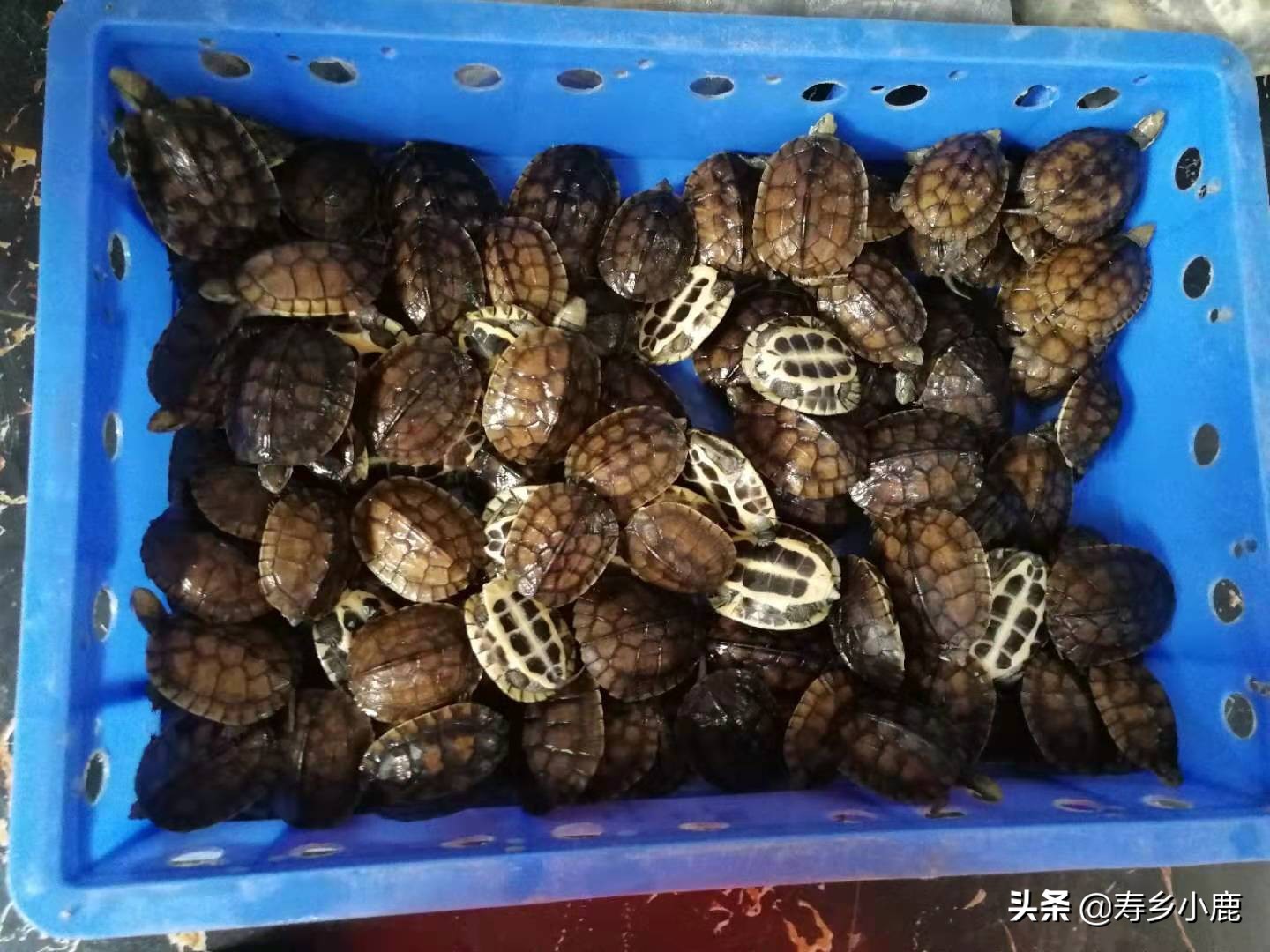 不同规格的石金钱龟该如何饲养？日常饲养有哪些误区？新手请进