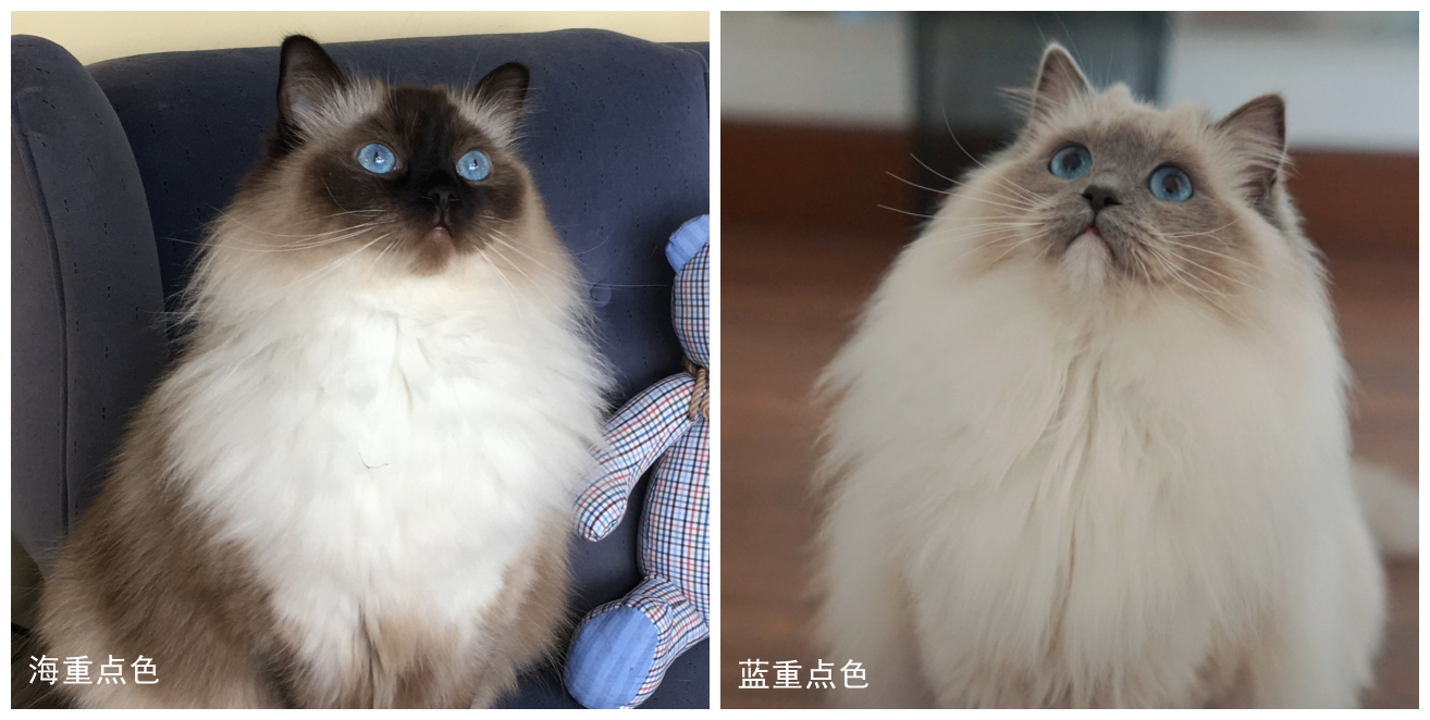 蓝重点色布偶猫多少钱图片