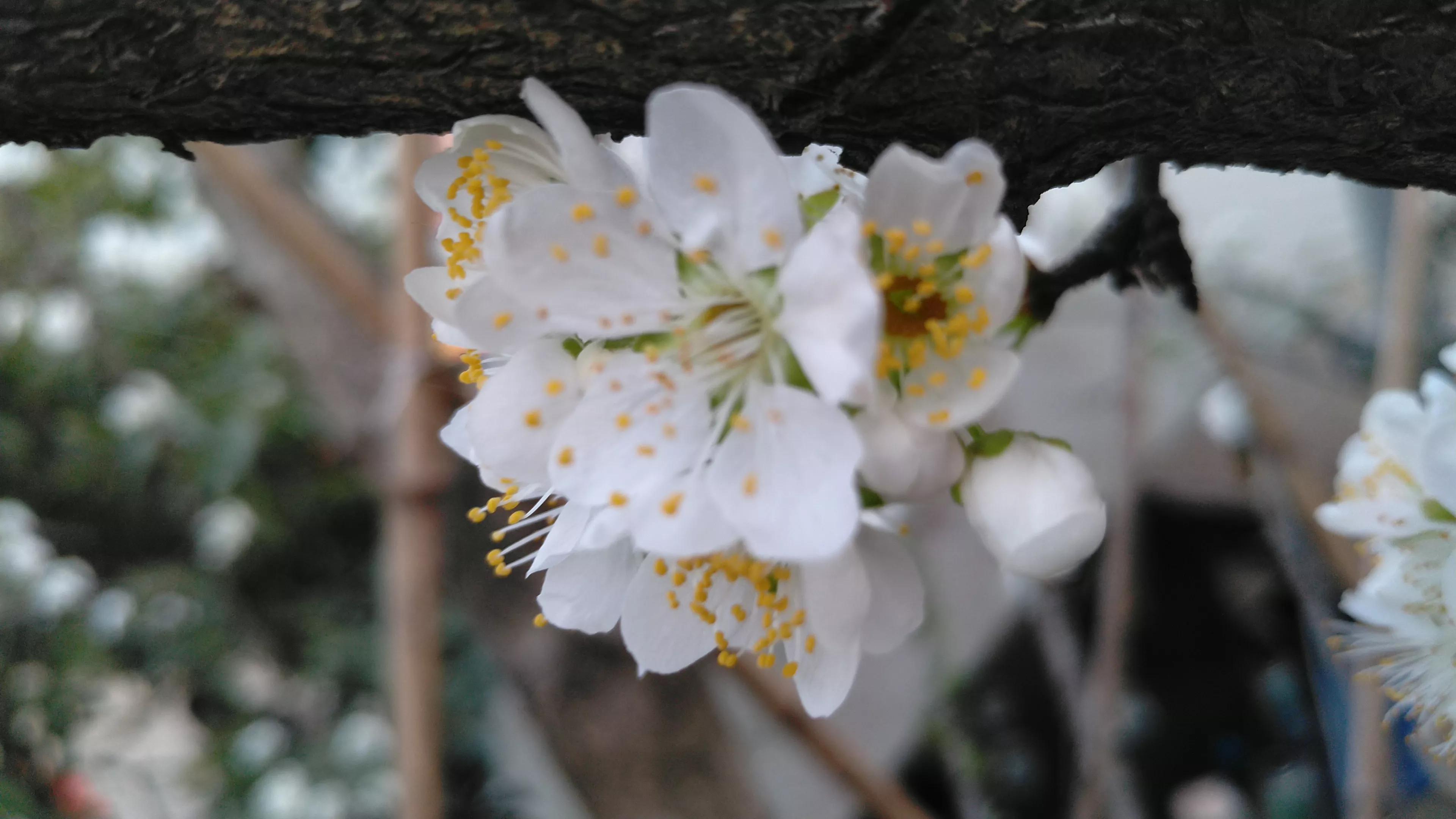 李树开花一树白，银装素裹如堆雪