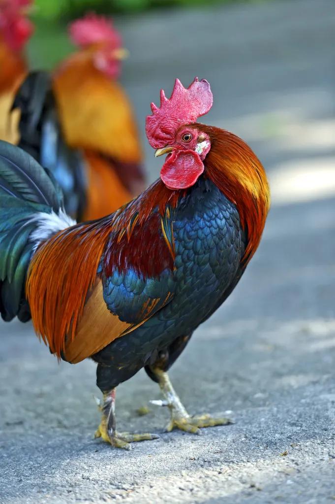 公鸡打鸣(民间故事)