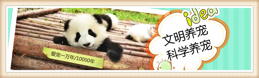 七种常见宠物仓鼠温顺度排名：从最亲人到较胆小