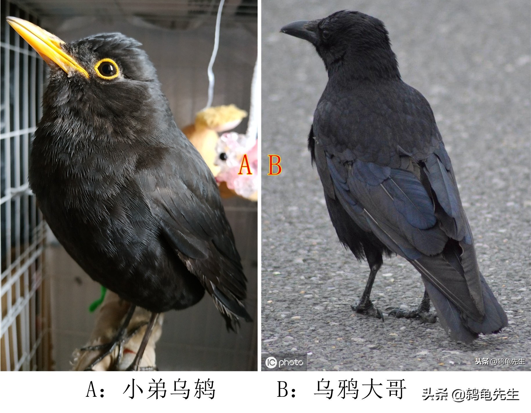 八哥鸟和鹩哥四种黑鸟区分方法图解(鹩哥鸟和八哥的区别) 