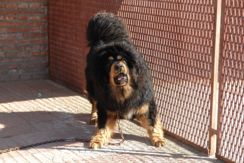 虽然你可能一辈子不养藏獒,但你要知道它凭什么称为中国"狗王"