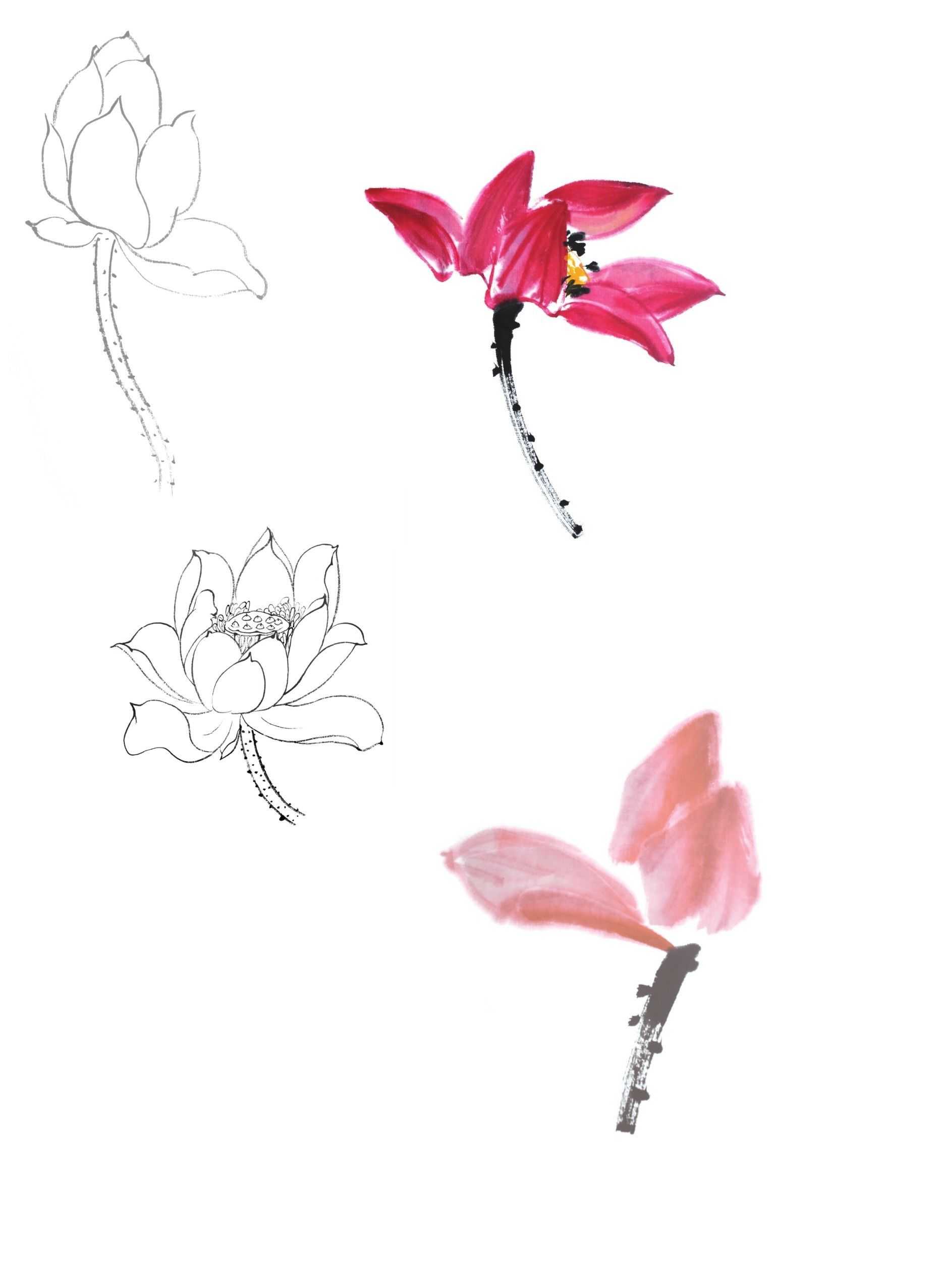 荷花花头呈环状生长于莲蓬根部的莲梗上.花蕊长寸许,密集于莲蓬周围.