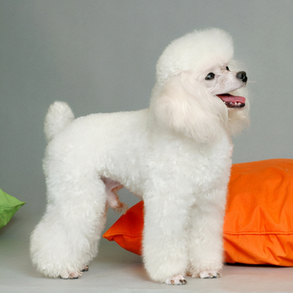 白色贵宾犬多少钱一只(巨型贵宾犬毛发变白是什么原因)