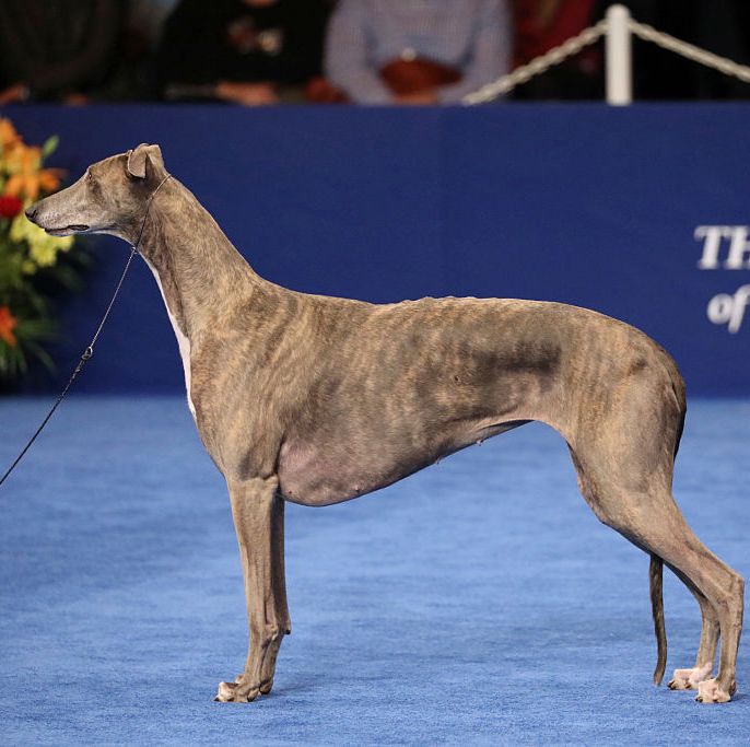 2,格力犬