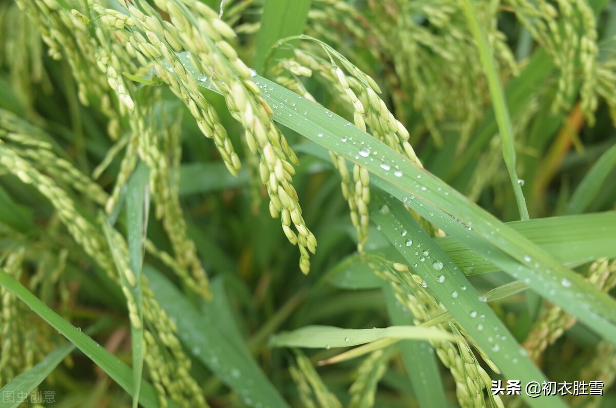 初秋秋凉美诗五首：夜来秋雨后，秋气飒然新