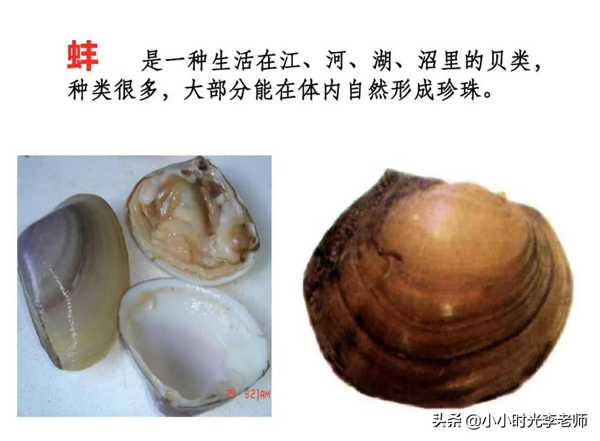 小学文言文必学积累（共26篇）第十四篇：《鹬蚌相争、渔翁得利》