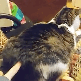 为什么一拍猫咪屁股，它就表现得很爽？