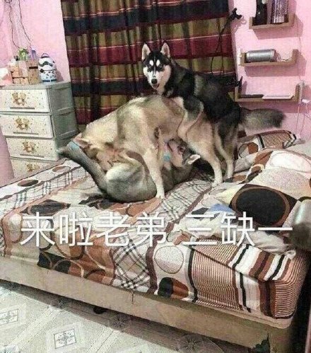 热门搞笑表情包：浓妆艳抹隆重欢迎2019