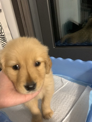 狗狗肠胃弱,如何挑选益生菌?