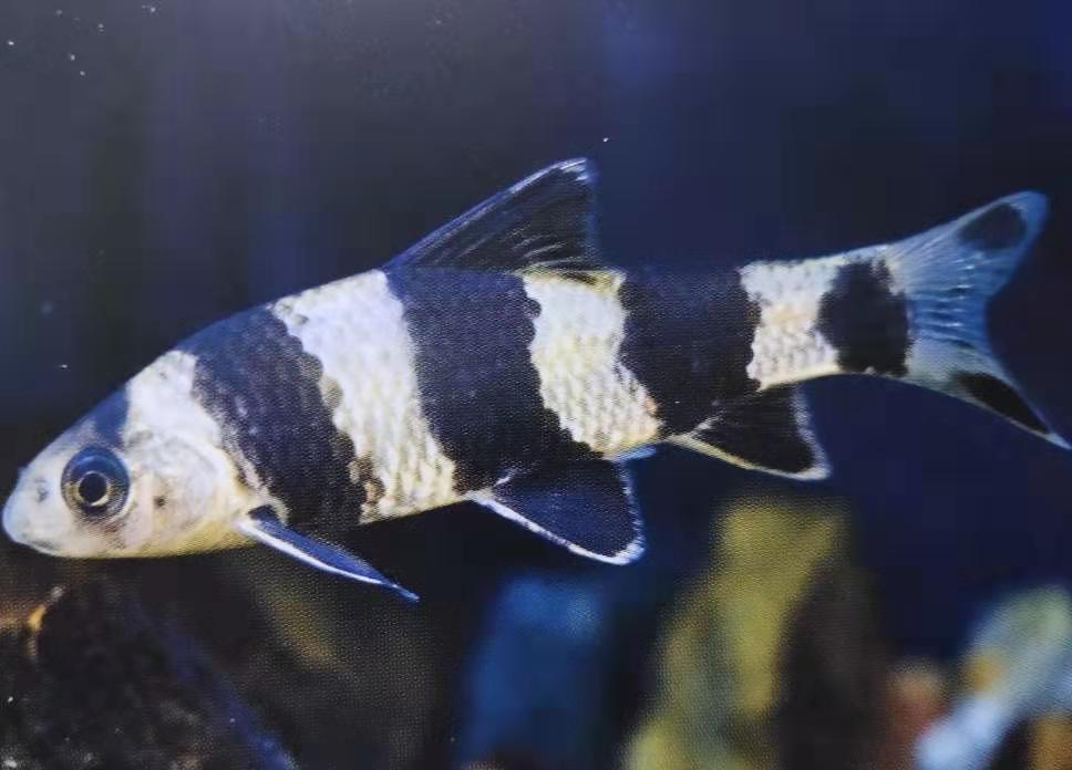 华鳈这种原生鱼,很多鱼友可能会误读它们名字后面的这个字,其实很简单