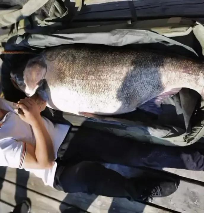 花鰱魚,花鰱魚怎么做好吃