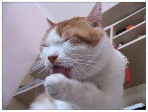 猫咪眼部分泌物不容忽视！预防眼部疾病，清洁和健康饮食很重要