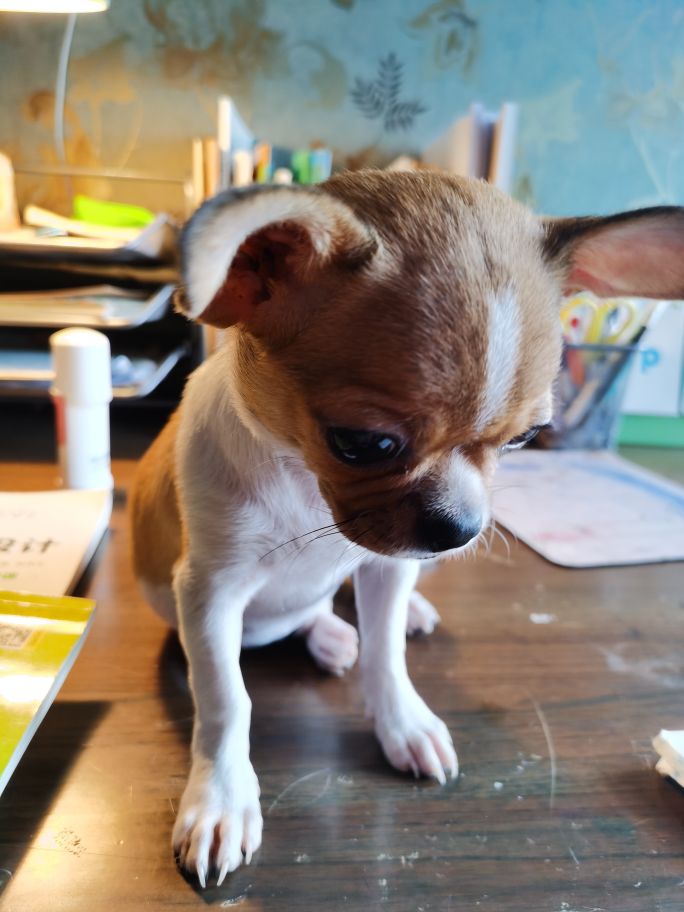 吉娃娃—微型犬中的小天使