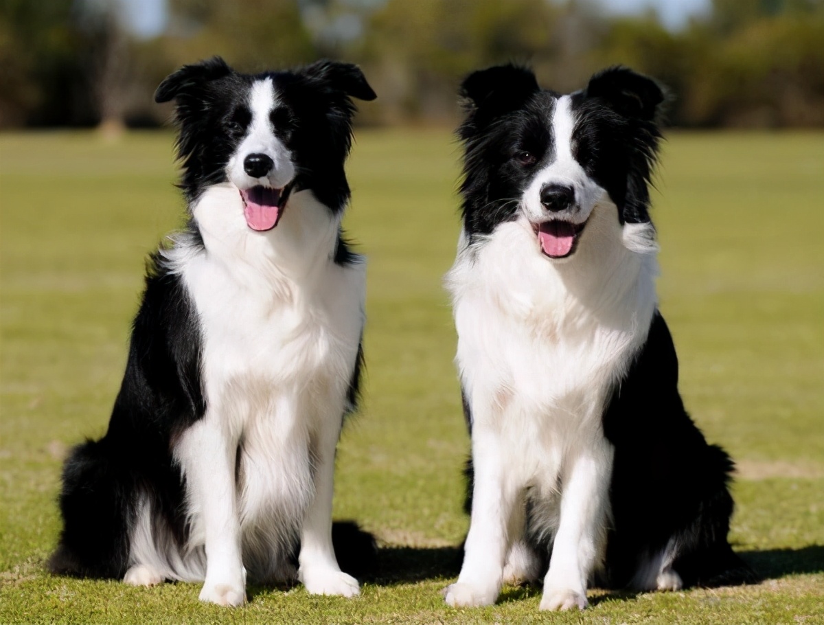 常见的7种狗狗的"寿命",能活到15岁以上的很少