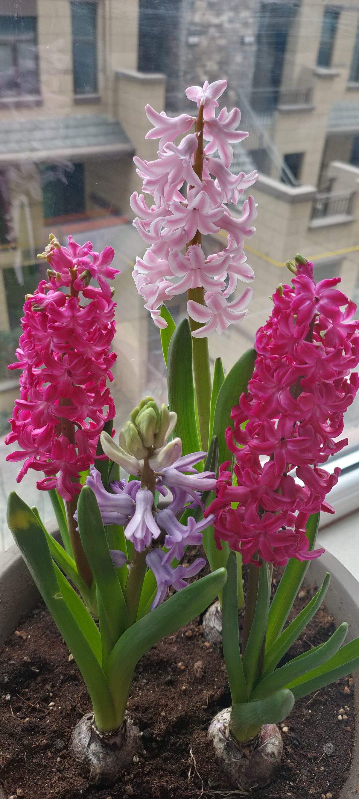 洋葱泡水开花图片(秋天土里埋个) - 赤虎壹号