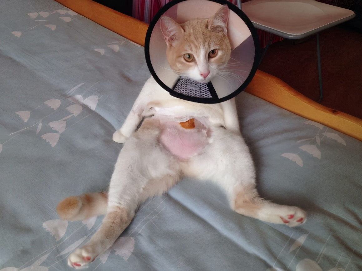 如果猫咪不做绝育的话，7年后会有什么变化？