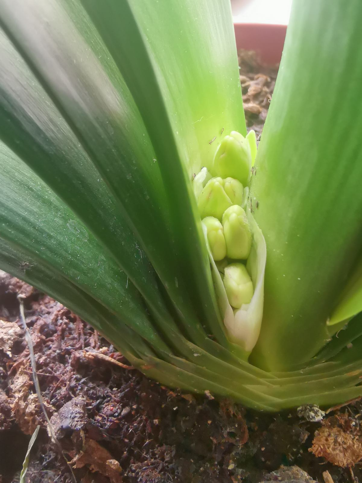 君子兰开花有什么兆头 君子兰首次开花预兆什么-诚智百科网