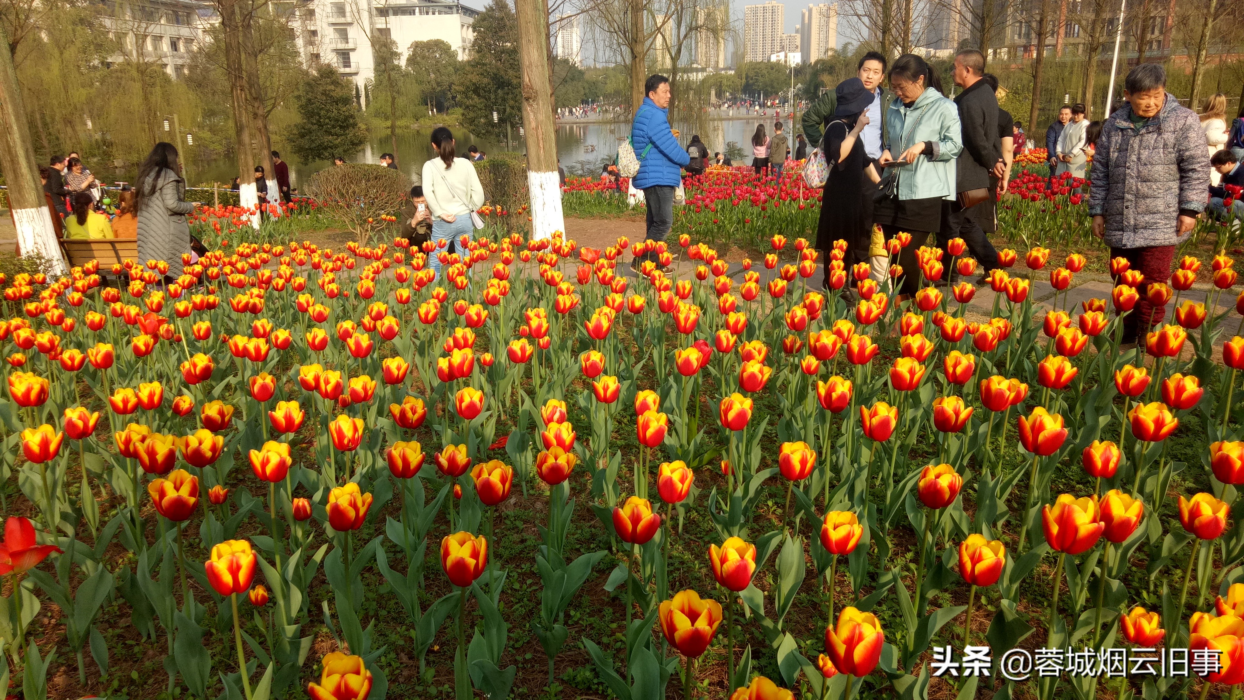 小编带你游校园之重庆大学虎溪校区，体验的芬芳！