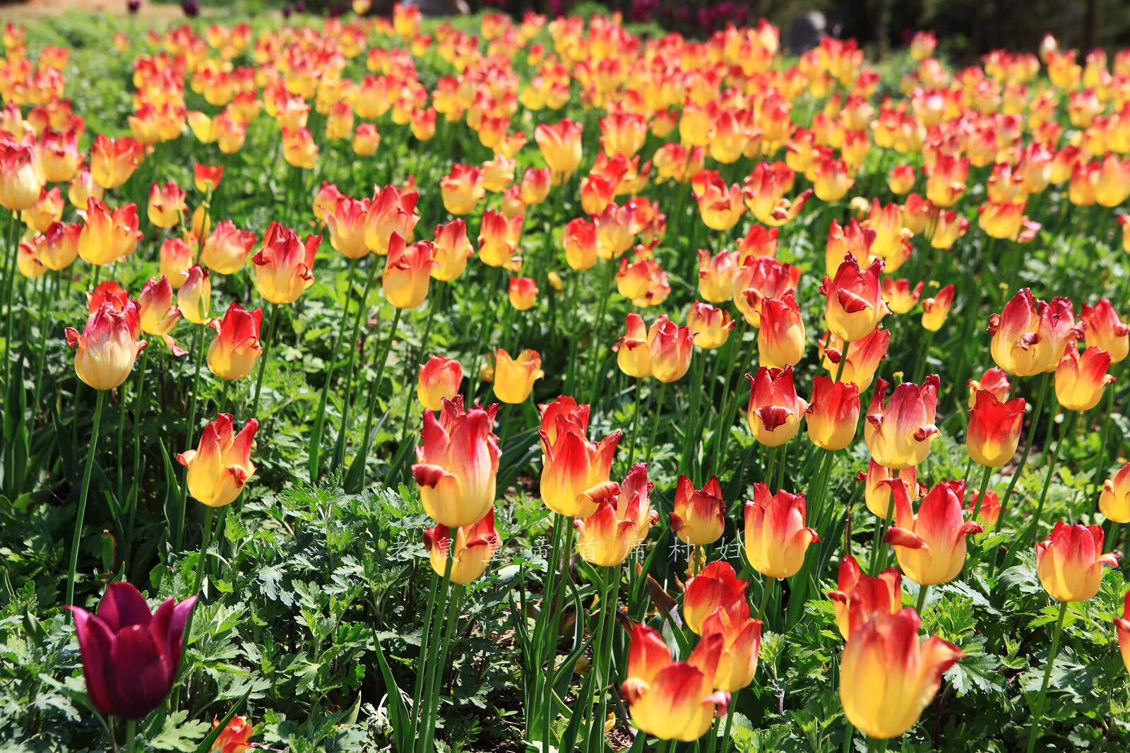 郁金香被荷兰捧为国花，3朵可买一套房，却鲜有人知它根在华夏